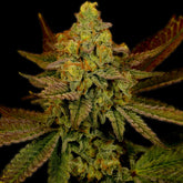 Lemon Skunk Feminized Cannabis Plant